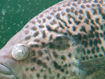 Picture of Medicine cloudy eyes fish 