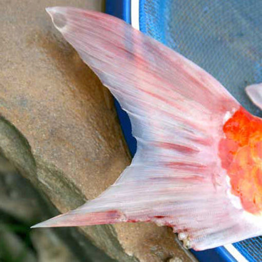 Picture of red streaks disease fish
