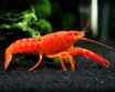 Picture of Bright Orange lobster 5cm