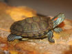 صورة Turtle 