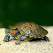صورة Turtle 