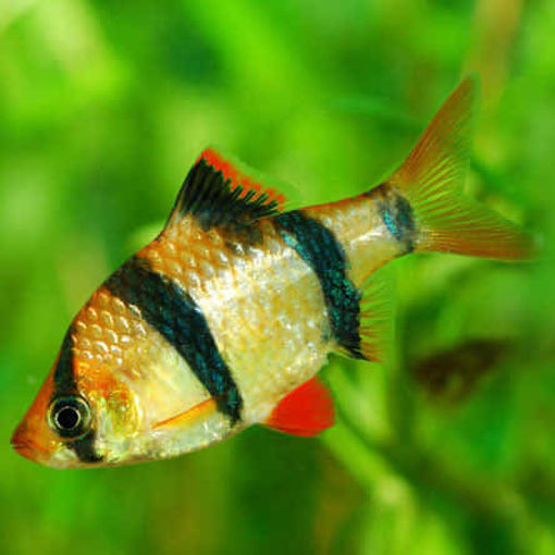 Picture of TIGER BARB Fish
