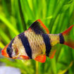 Picture of TIGER BARB Fish