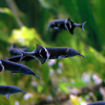 صورة Elephantnose Fish