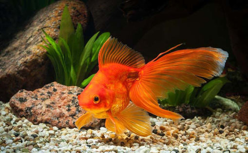 Picture of Goldfish 12cm
