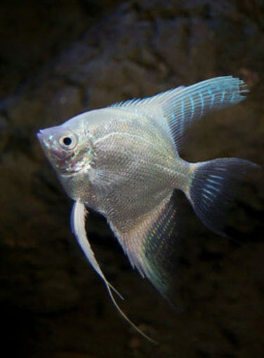 Picture of ANGEL FISH 3.5cm 