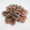 Picture of coral artificial 357
