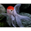 صورة GoldFish Red Cap 