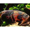 صورة Red TIGER OSCAR Fish