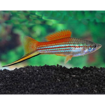 صورة Swordtail Fish