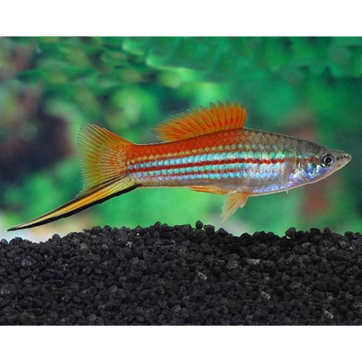Picture of Swordtail Fish