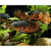 صورة Oscar Red Tiger Fish 5Cm