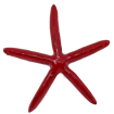 Picture of star sea artificaial 10cm 
