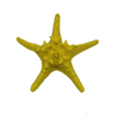 Picture of star sea  17 cm