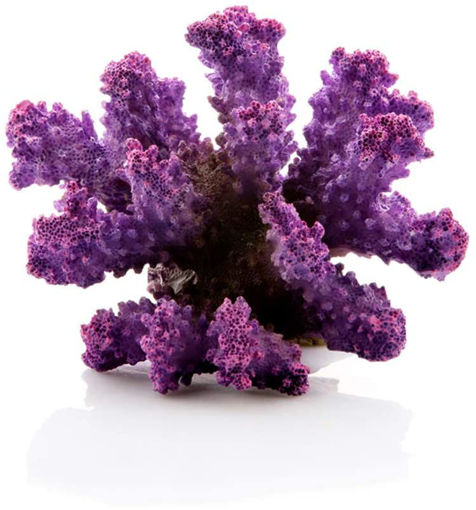 Picture of coral color 9 CM