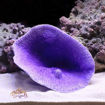 Picture of coral artificial 355