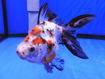 صورة GoldFish - Calico Ryukin 12 cm