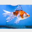 صورة GoldFish - Calico Ryukin 12 cm
