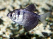 صورة Black Tetra Fish