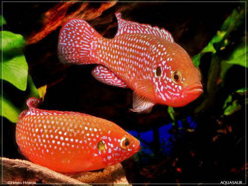 صورة Jewel Cichlid Fish