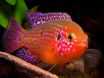 صورة Jewel Cichlid Fish