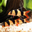 Picture of Clown loach Fish
