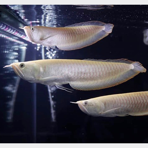 Picture of Arwana Fish