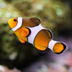 Picture of Fish Nemo 