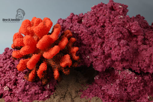 Picture of coral artifical