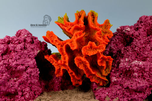 Picture of coral artifical
