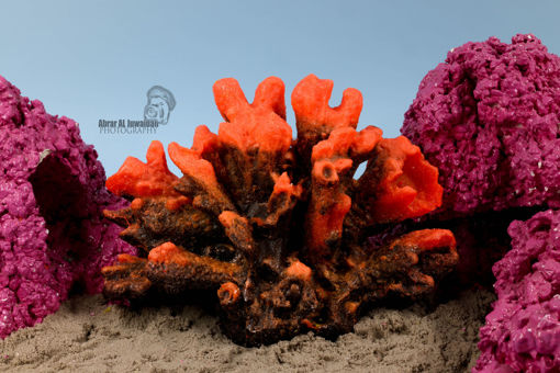 Picture of coral artifical 1123