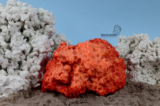 Picture of coral artifical 1125