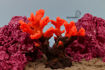 Picture of coral artifical 1131