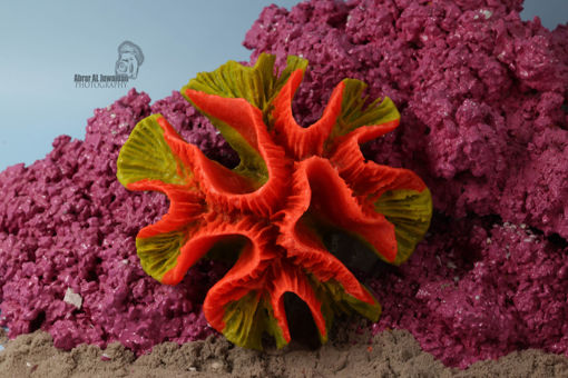 Picture of coral artifical 1144