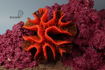 Picture of coral artifical 1146