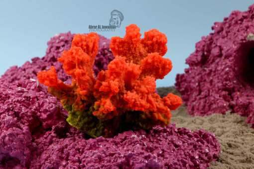 Picture of coral artifical 1157