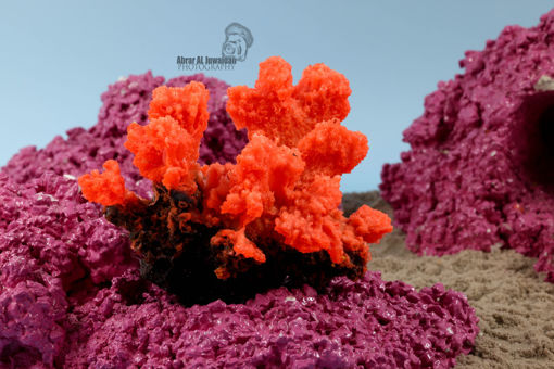 Picture of coral artifical 1158