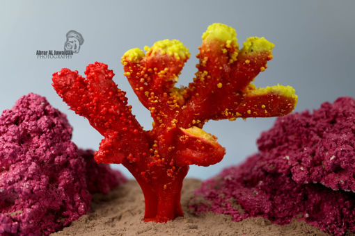 Picture of coral artifical 1164