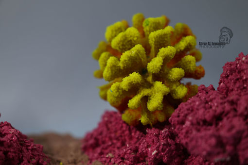 Picture of coral artifical 1172