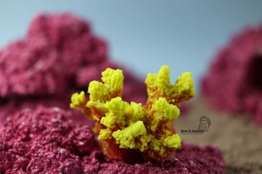 Picture of coral artifical 1179
