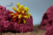 Picture of coral artifical 1181