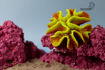 Picture of coral artifical 1192
