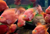 صورة Blood Parrot Fish 9cm