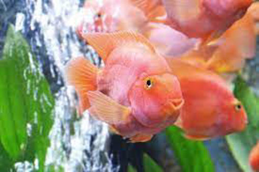 صورة Blood Parrot Fish 15cm