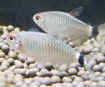 صورة Redeye Tetra fish 3.5cm 