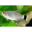 صورة Redeye Tetra fish 3.5cm 