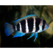 صورة Cyphotilapia frontosa 4cm Fish
