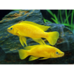 صورة Lemon Cichlid 5cm Fish