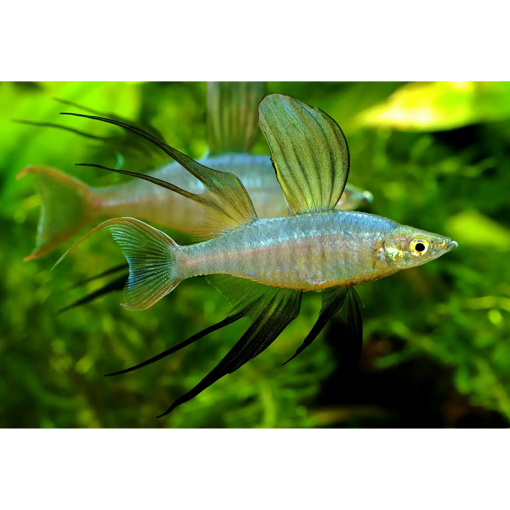 صورة Threadfin Rainbow 3cm Fish
