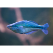 صورة Blue Rainbow 4cm Fish